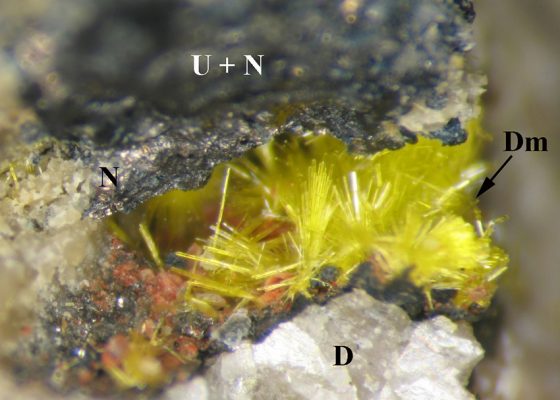 Друза ярко-желтых игольчатых кристаллов дымковита (Dm) в полости гнезда, сложенного уранинитом (U) и никелином (N), в доломитовой (D) жиле. Ширина поля снимка 2.5 мм. Белореченское месторождение, Республика Адыгея, Северный Кавказ. Дымковит Ni(UO2)2(As3+O3)2·7H2O – водный арсенит уранила и никеля. Он назван нами в честь Юрия Максимовича Дымкова (1926–2014) – выдающегося специалиста в областях минералогии урана и онтогении минералов, работавшего во Всероссийском научно-исследовательском институте химической технологии (Москва).