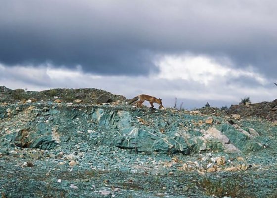 Кольский полуостров. Западные Кейвы: карьер, вскрывающий уникальный амазонитовый пегматит на горе Плоская.